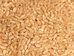 İzgrain Tarım Buğday Ürün Görseli