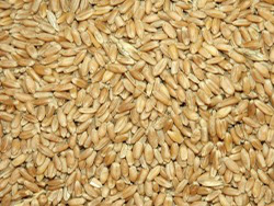 KNK Tarım Yemlik Buğday görseli